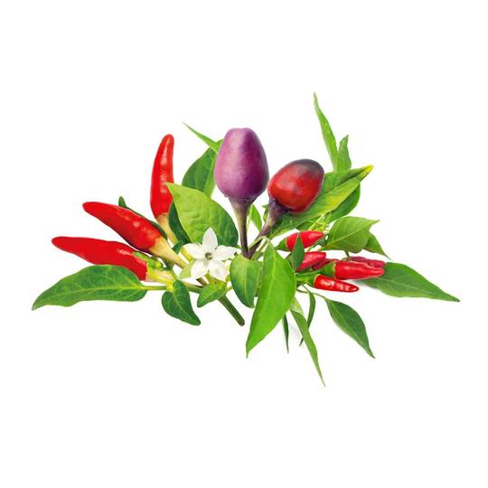 Click & Grow áfylling - Chili pipar blanda
