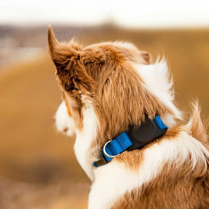 Keybudz PawTag gæludýraól fyrir AirTag