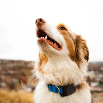 Keybudz PawTag gæludýraól fyrir AirTag