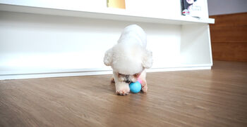 Cheerble Wicked Ball SE gæludýraleikfang - Blár