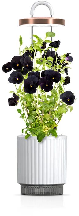 Click & Grow HydroVase - Hvítur 