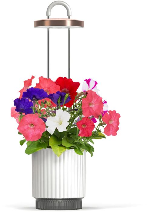 Click & Grow HydroVase - Hvítur 