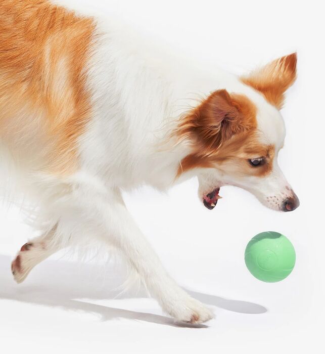 Cheerble Wicked Ball PE gæludýraleikfang - Grænn