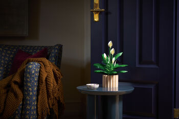 LEGO Botanicals Friðarlilja 11504