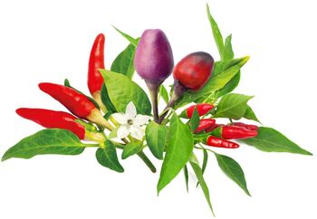 Click & Grow áfylling - Chili pipar blanda