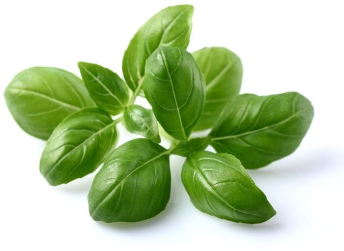 Click & Grow áfylling - Basilíka