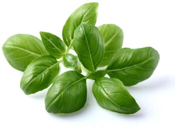 Click & Grow áfylling - Basilíka