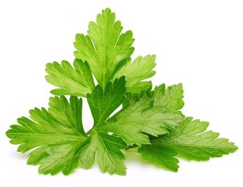 Click & Grow áfylling - Kóríander