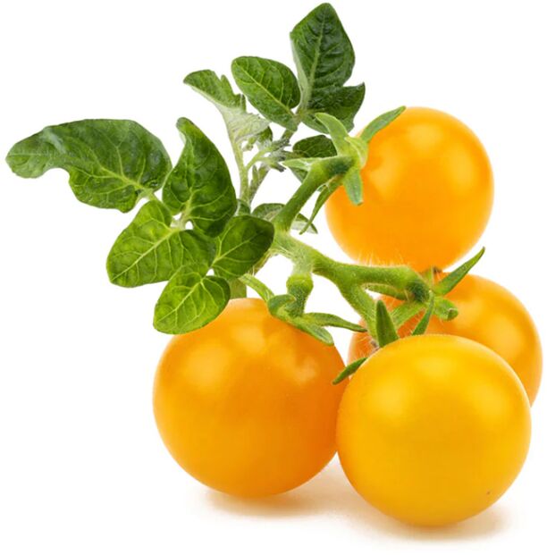 Click & Grow áfylling - Gulir tómatar