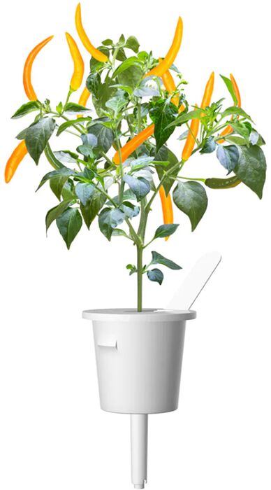 Click & Grow áfylling - Gulur Chili