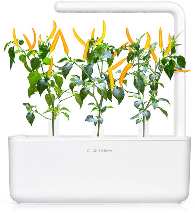 Click & Grow áfylling - Gulur Chili