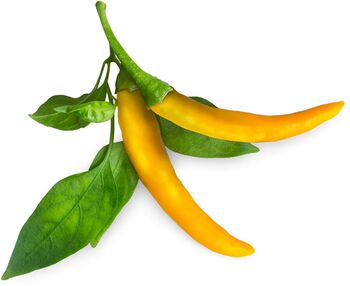 Click & Grow áfylling - Gulur Chili