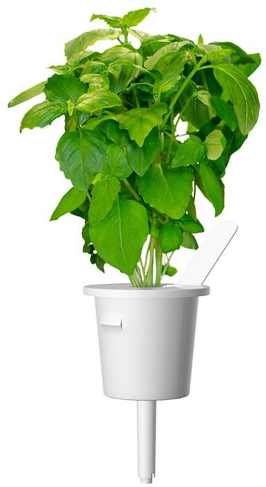 Click & Grow áfylling - Kanil basilíka