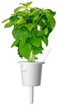 Click & Grow áfylling - Kanil basilíka