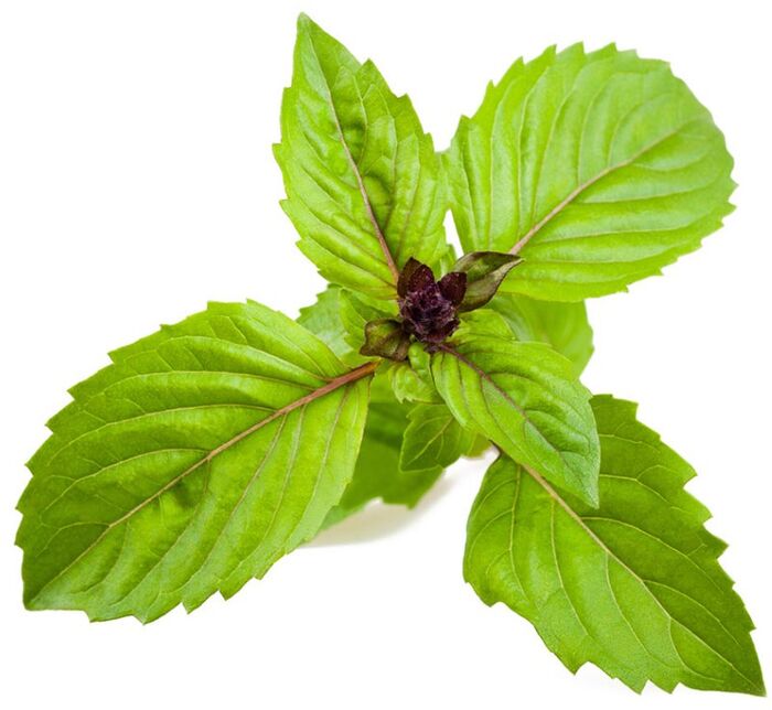 Click & Grow áfylling - Kanil basilíka