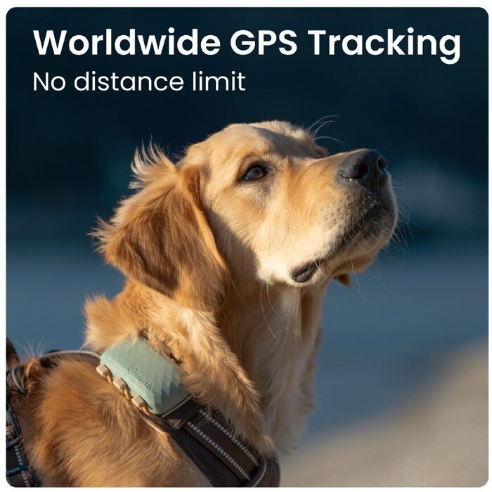 Tractive XL GPS staðsetningartæki fyrir hunda - Grænt