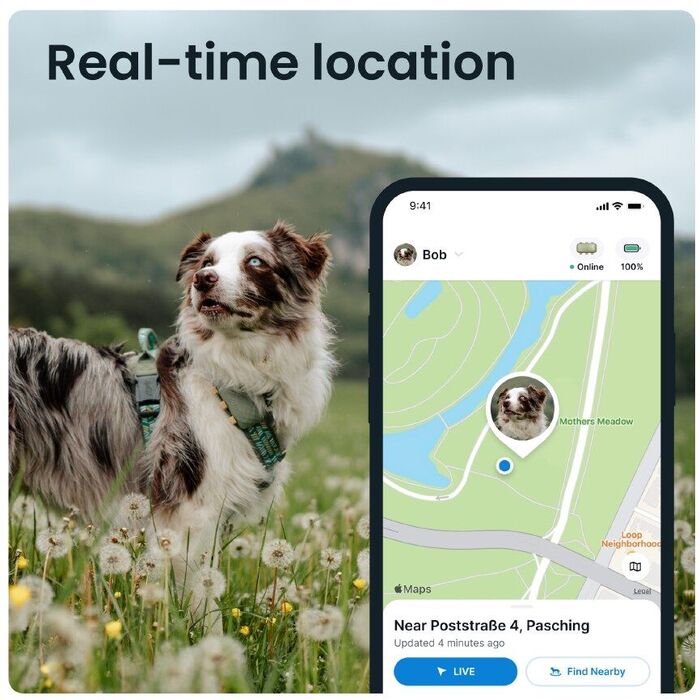 Tractive XL GPS staðsetningartæki fyrir hunda - Grænt