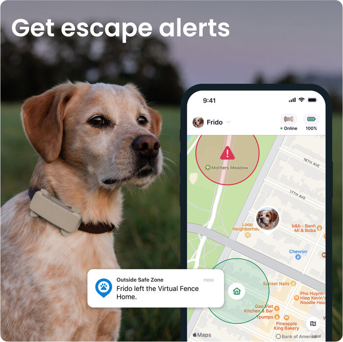 Tractive 6 GPS staðsetningartæki fyrir hunda - Brúnt 